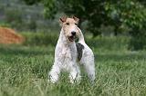 FOX TERRIER 622